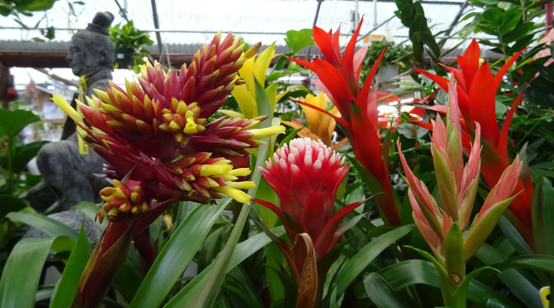 Bromelias en Albogarden, plantas de interior