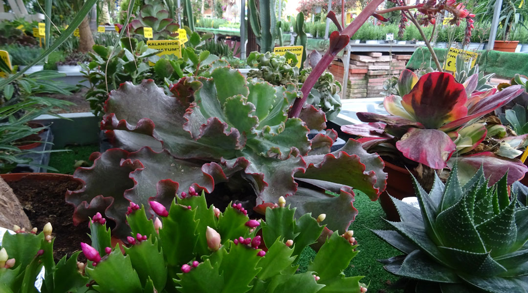 Cactus en albogarden