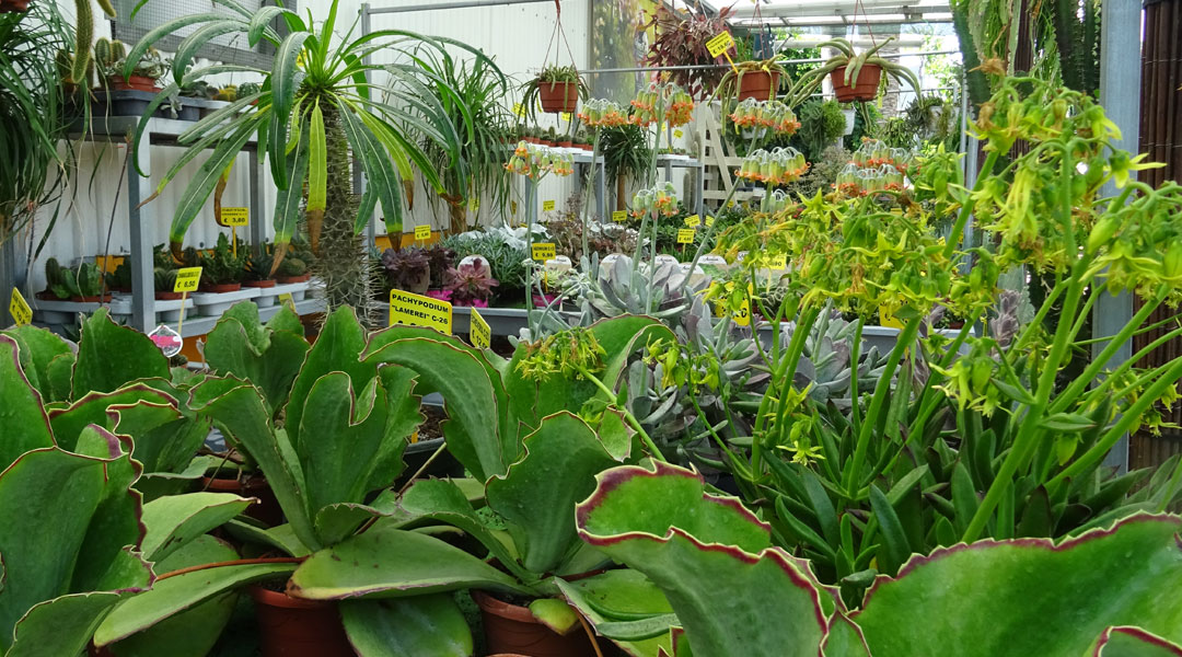 Cactáceas en Albogarden