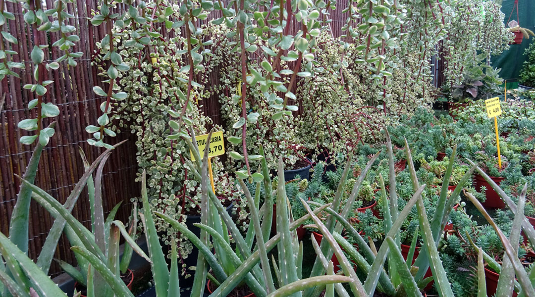 Cactáceas en Abogarden
