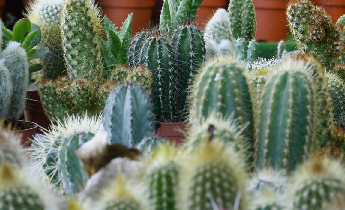 Sustrato para cactus