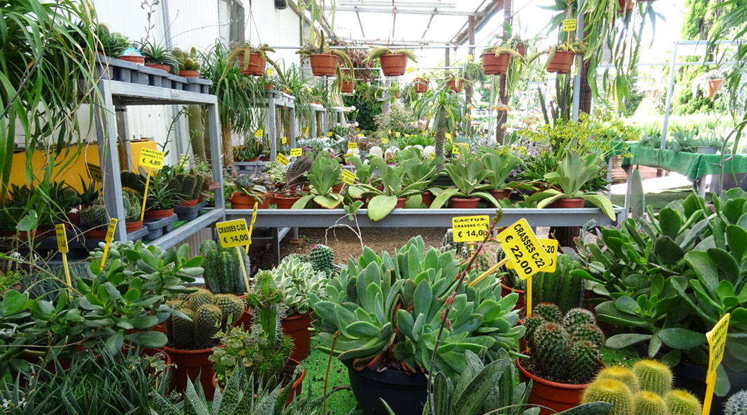 Sección de cactus y suculentas en Albogarden