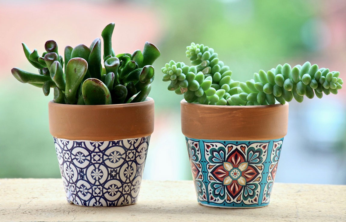 Cactus en maceta decorativa