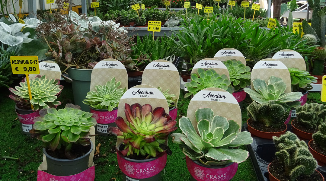 Cactus y suculentas de colección