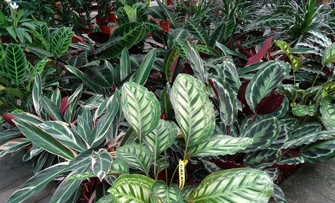 Calatheas y marantas en Albogarden