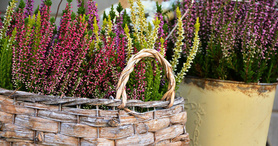 Calluna vulgaris en jardinería