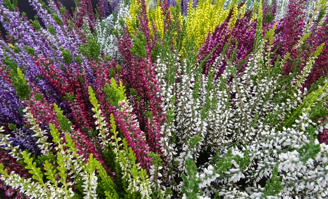 Calluna vulgaris