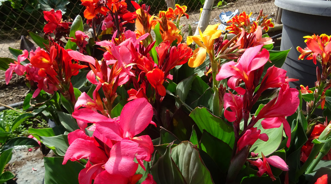 Cannas