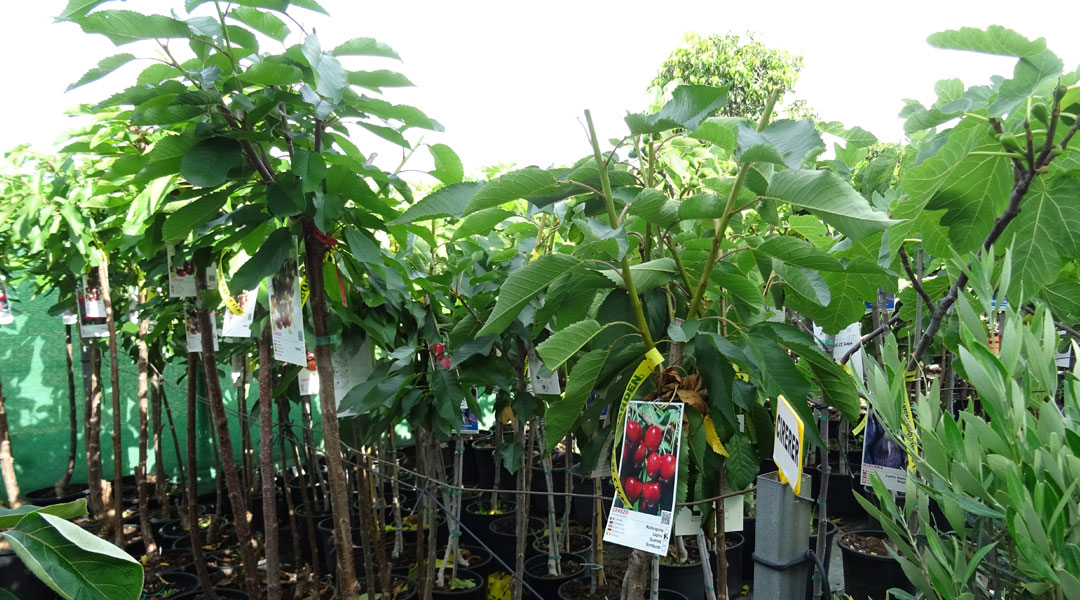 Frutales en Albogarden