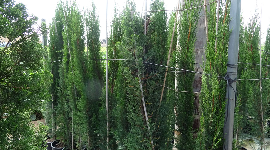 Cipreses en Albogarden Cipreses en Albogarden