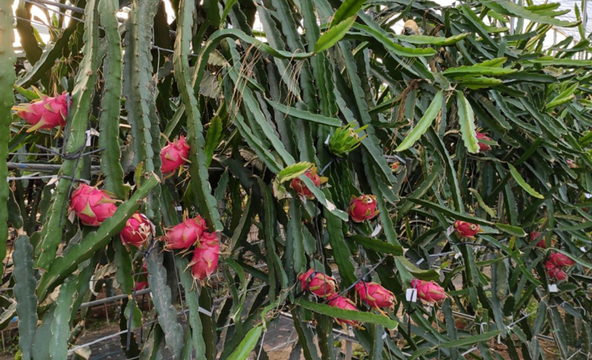 Pitahaya, fruta del dragón