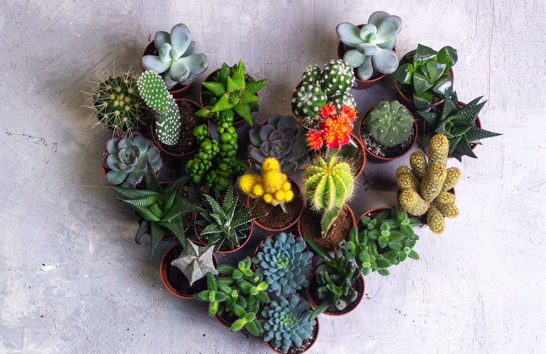 Corazón de cactus, día de los enamorados en Albogarden