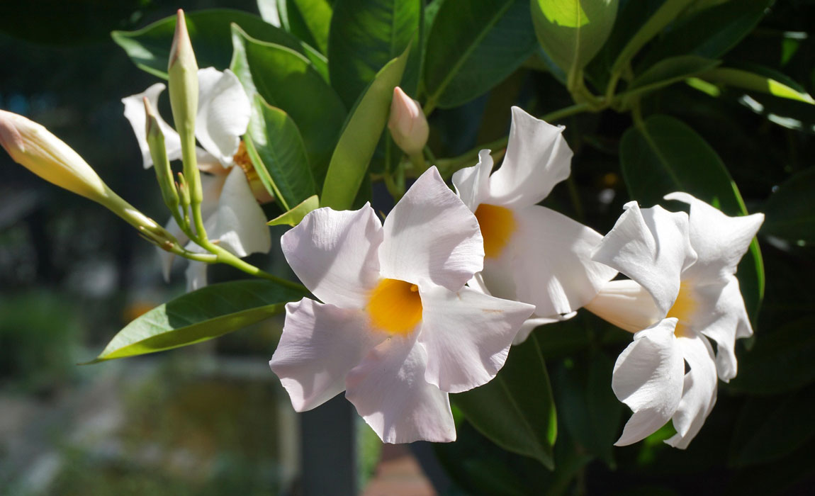 Dipladenia sanderi