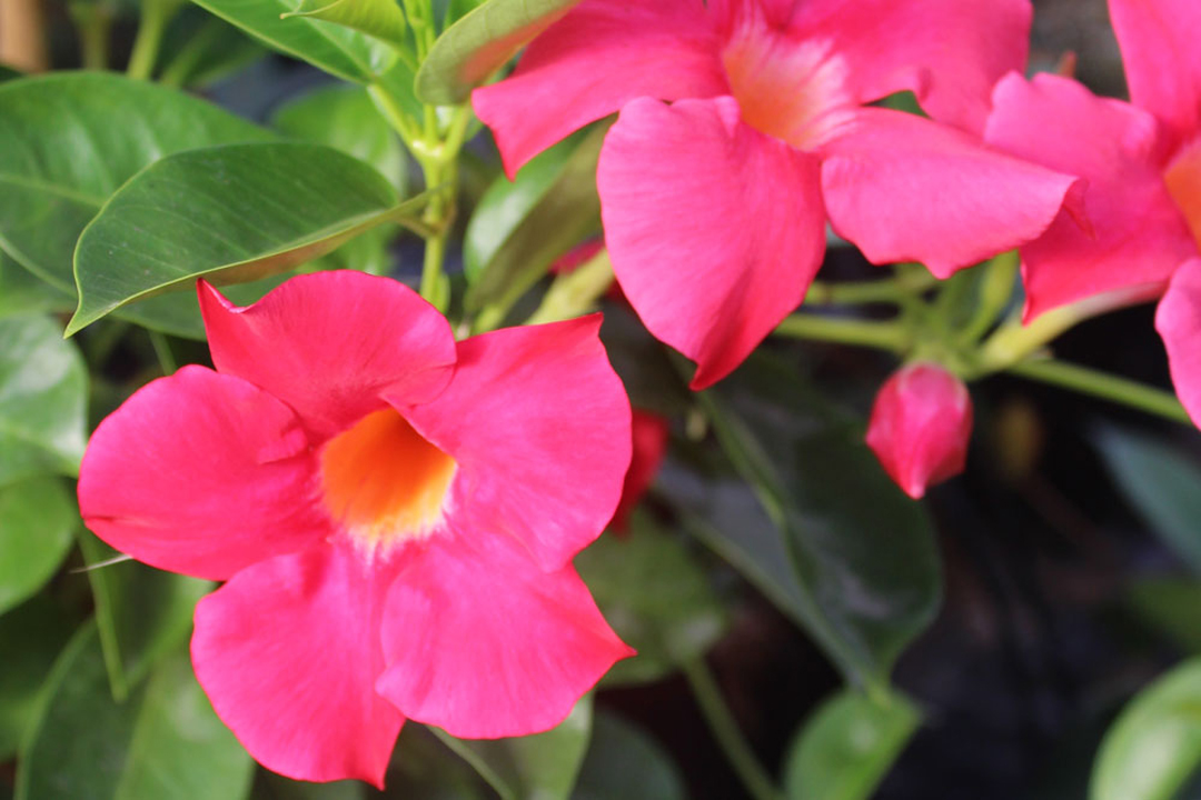 Dipladenia sanderi de flor fucsia en Albogarden