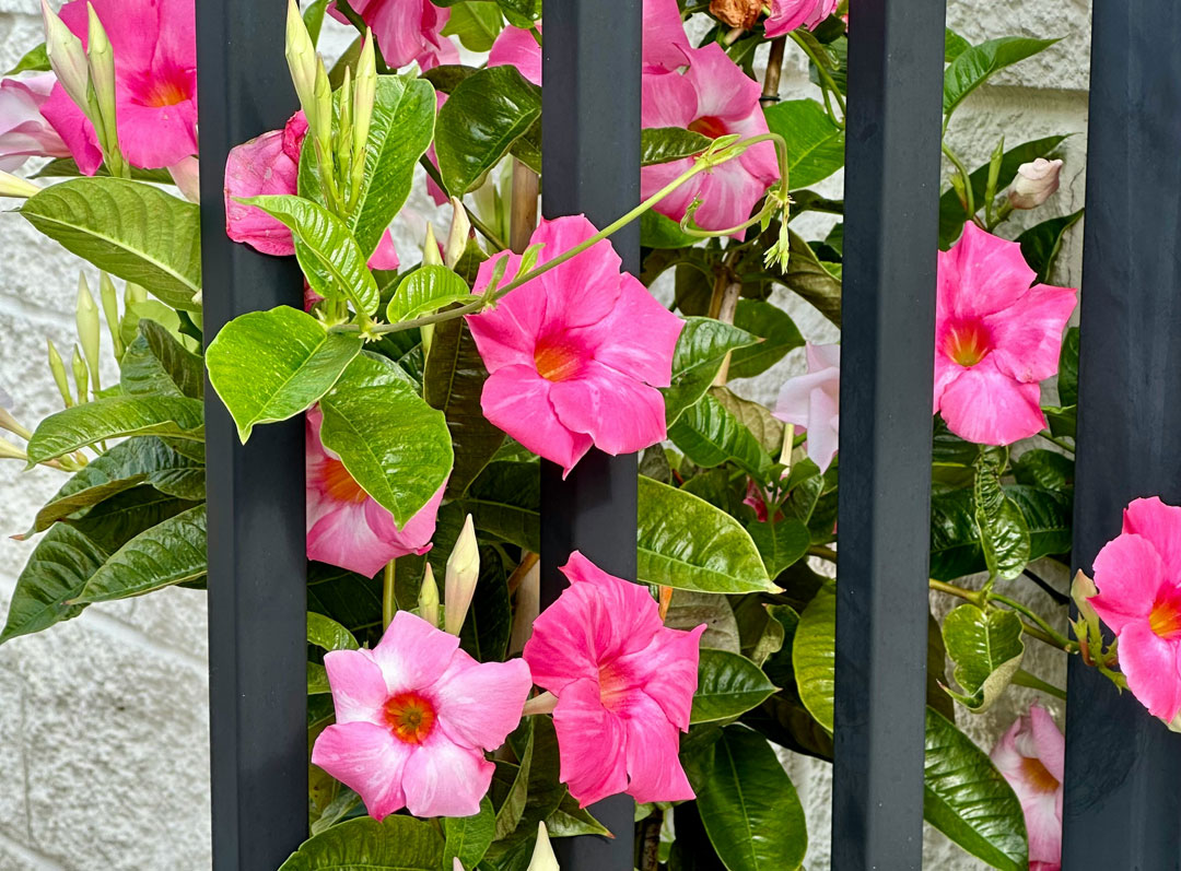 Dipladenia sanderi de flor rosa en Albogarden