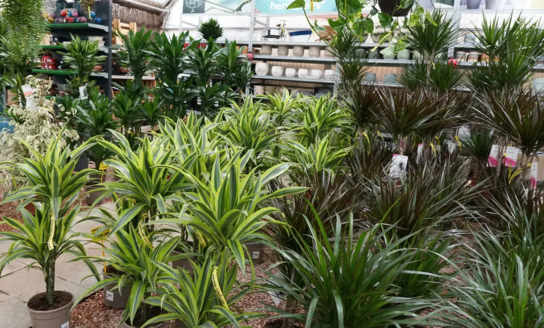 Dracaenas en Albogarden Dracaenas en Albogarden