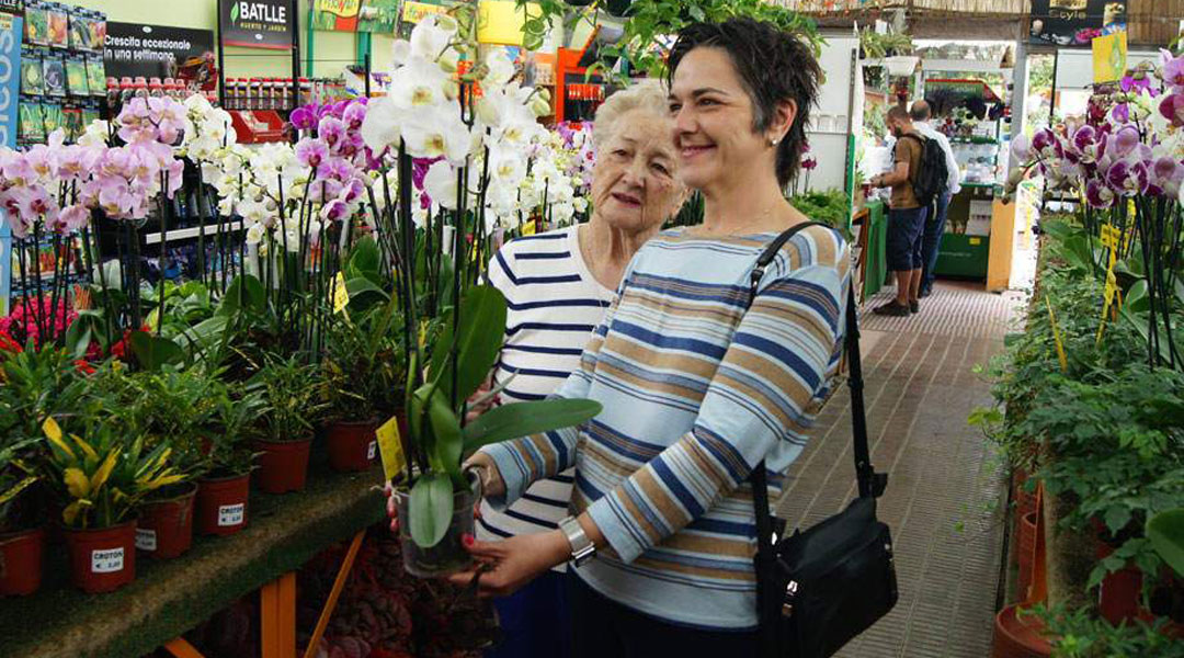 Compra de Orquídeas en Albogarden