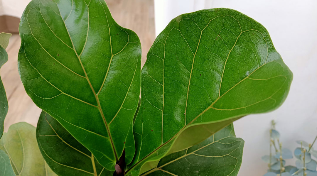 Ficus lyrata, hojas