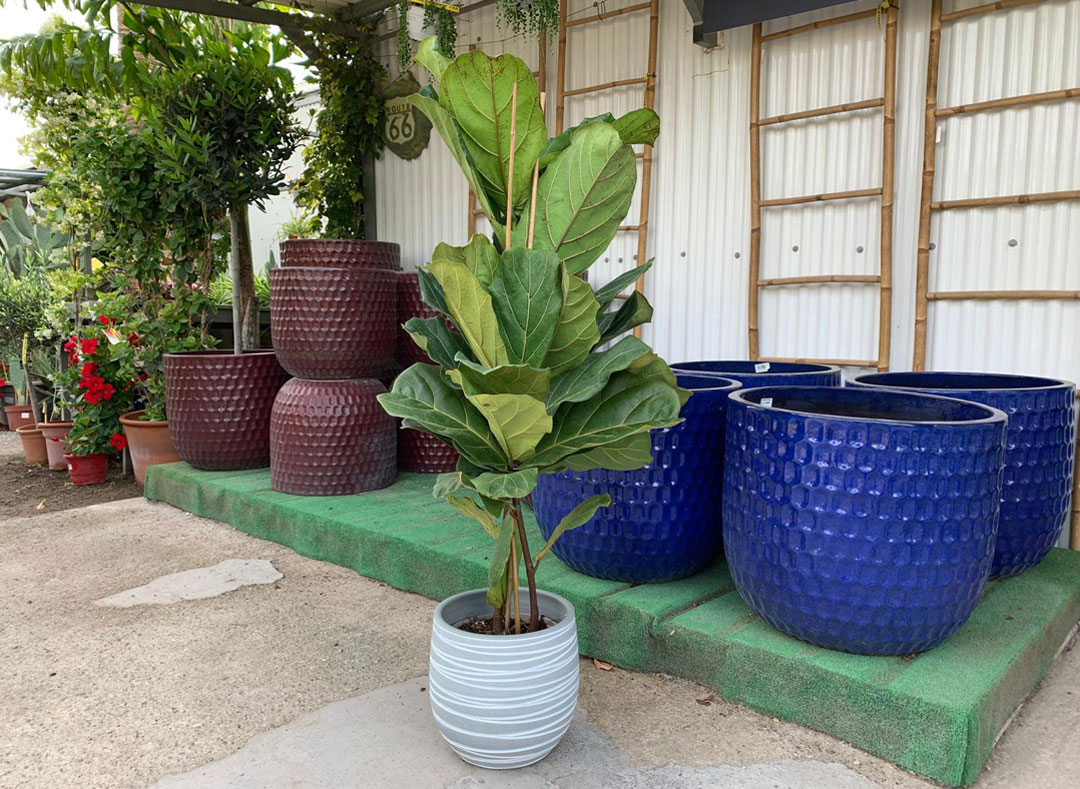 Ficus lyrata en Albogarden