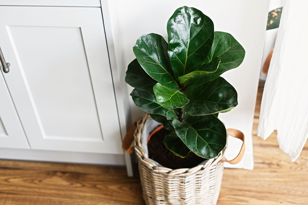 Ficus lyrata en el hogar.