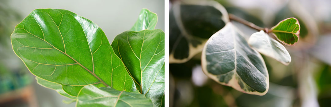 Ficus lyrata verde y matizado