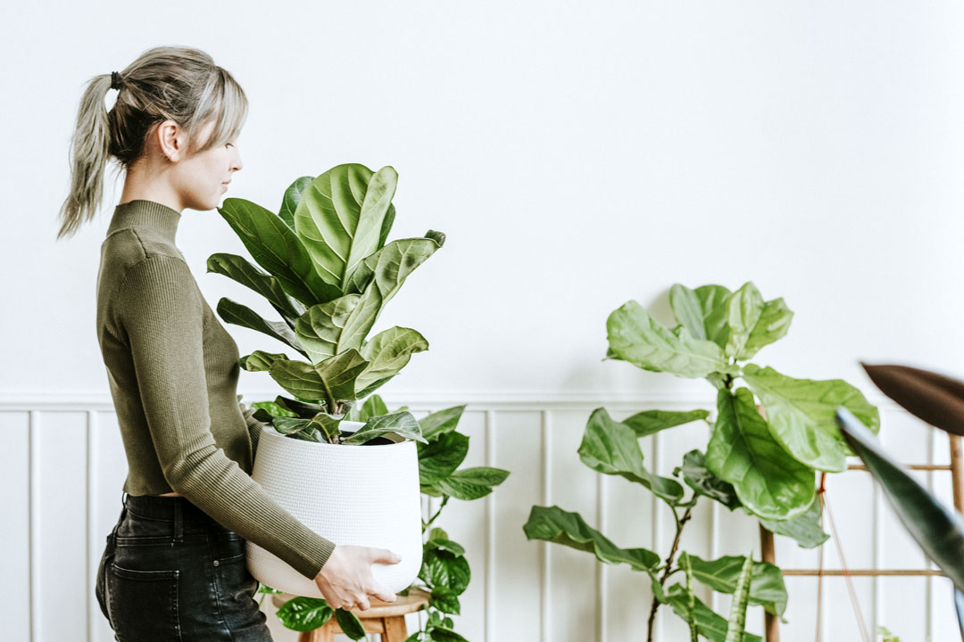 Ficus lyrata en el hogar.