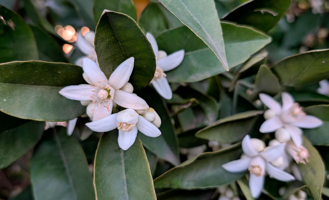 Bioestimulantes agrícolas: Qué son y cómo mejoran tu huerto