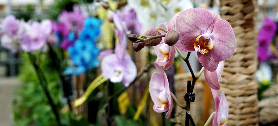 Flores de orquídeas en la sección de Albogarden