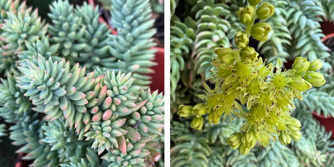 Follaje y flores de Sedum sediforme