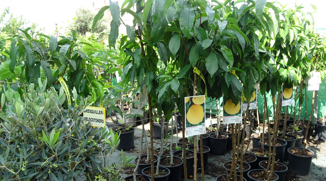 Frutales en Albogarden
