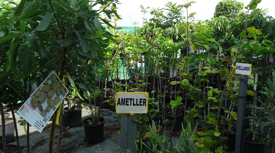 Frutales en Albogarden