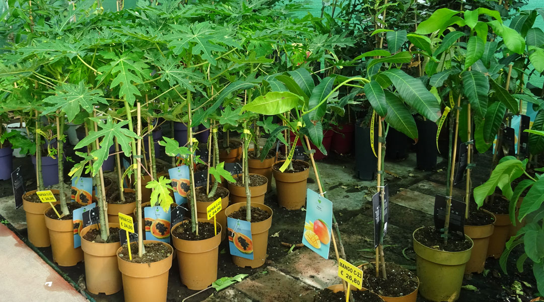 Árboles tropicales en Albogarden