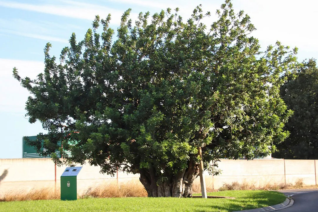 Garrofera del Bovalar en Alacuás