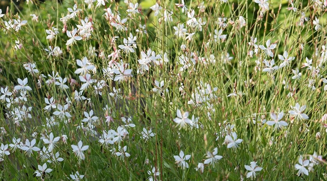 Gaura lindheimeri en jardín