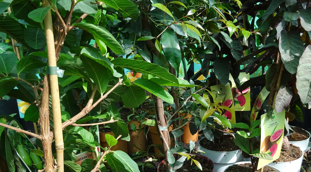 Árboles tropicales en Albogarden