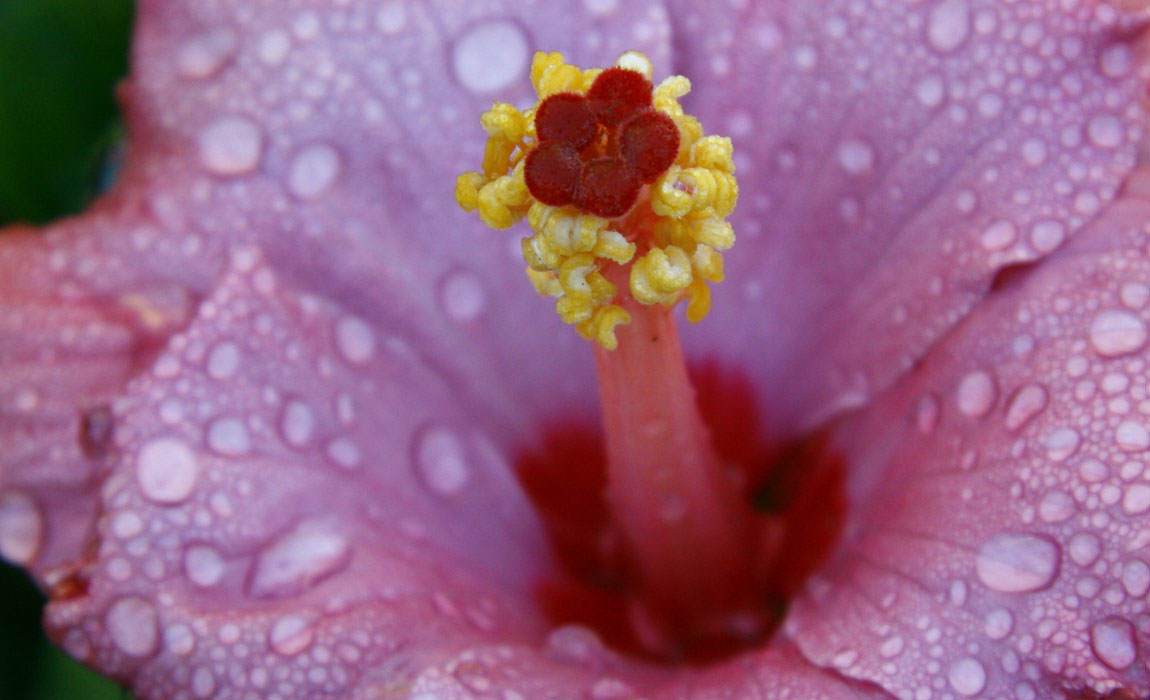 Hibiscus rosa-sinensis, la Rosa de China