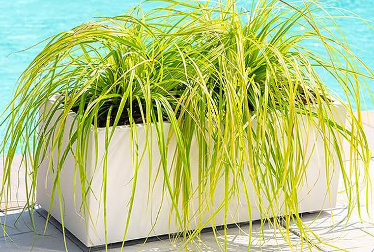 Jardinera Millennium perla en Albogarden