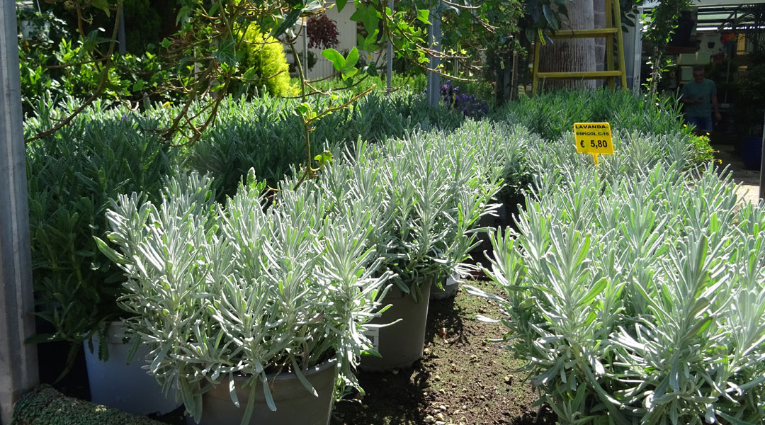 Lavanda angustifolia en Albogarden