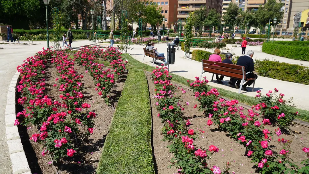 Macizo de rosales arbustivos
