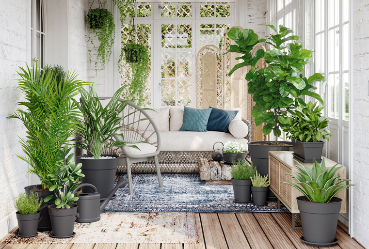 Maceta Madagascar en Albogarden