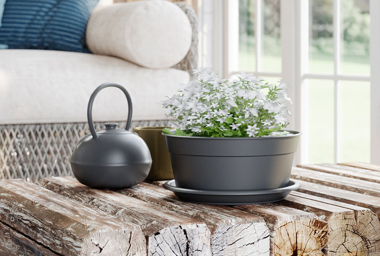 Tarrina Madagascar en Albogarden