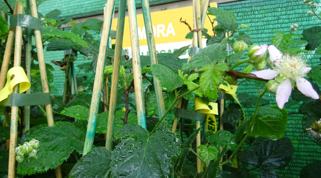 Flor de mora en Albogarden