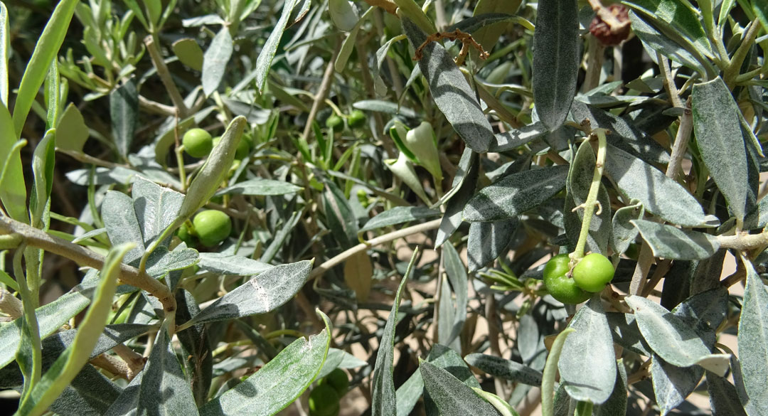 Frutos de olivo en Albogarden