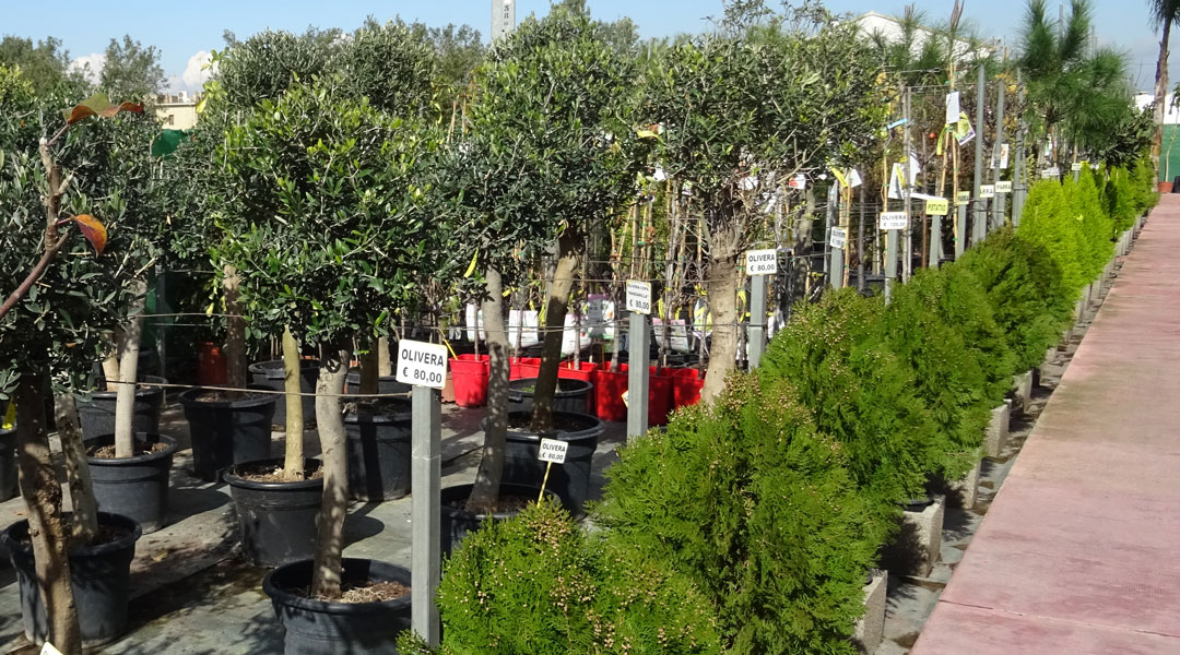 Olivos en Albogarden