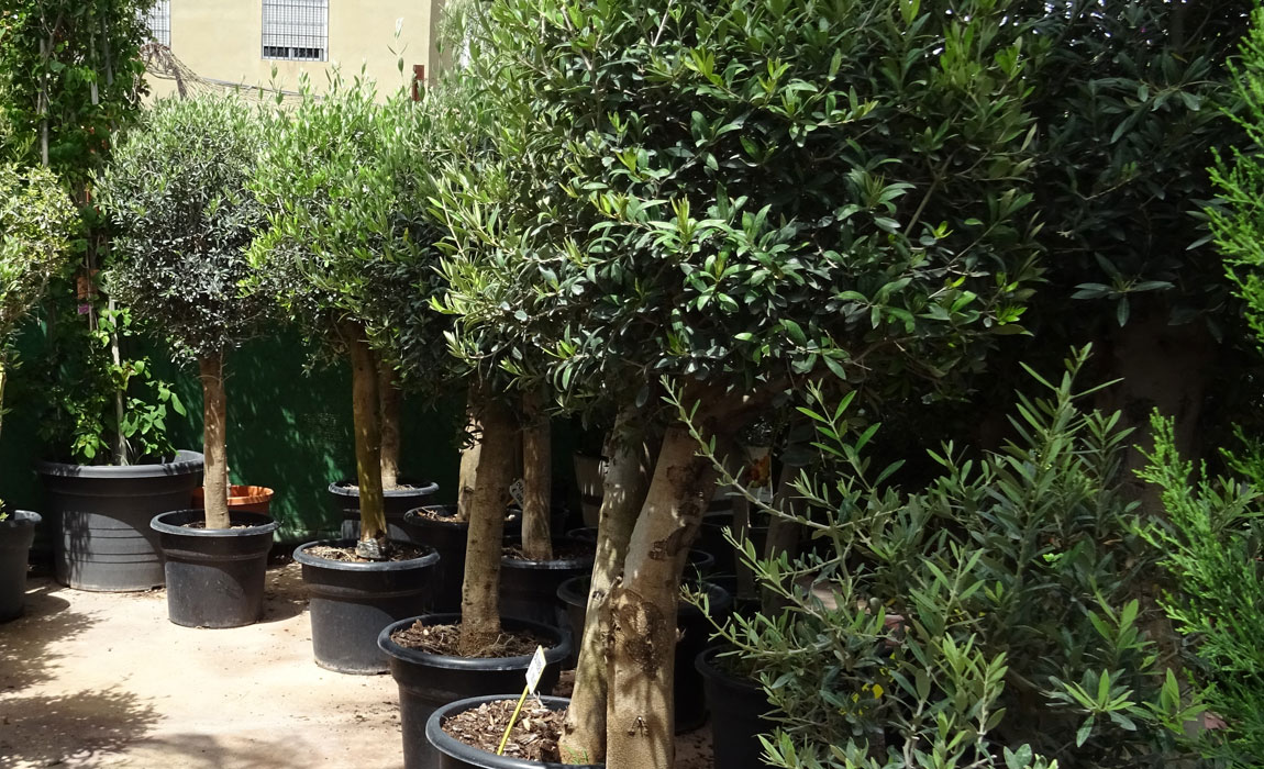 Olivos en maceta