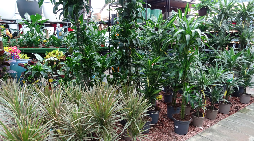 Dracaenas en Albogarden, plantas de interior