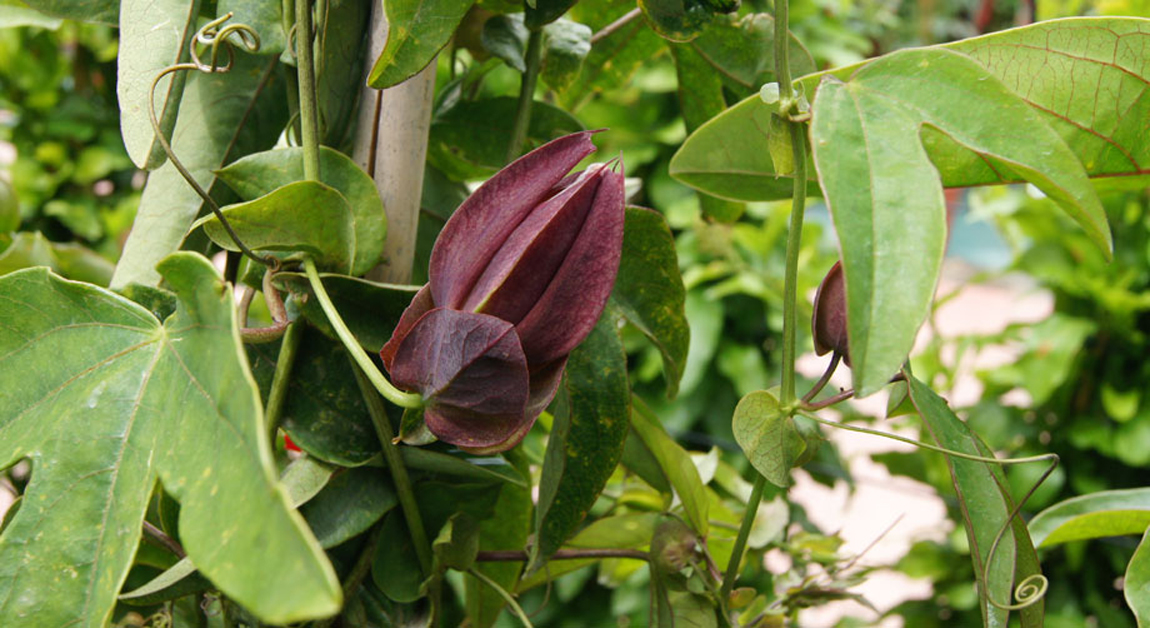 Passifloras en Albogarden