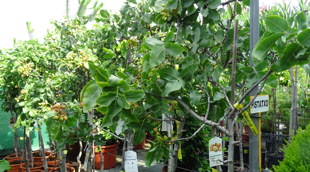 Pistacheros en Albogarden