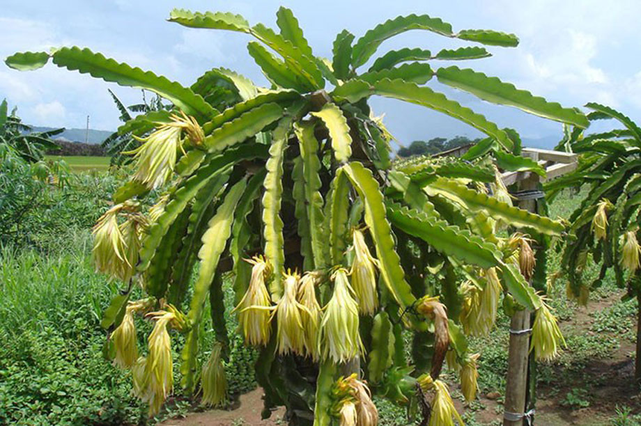 Planta de pitahaya en floración