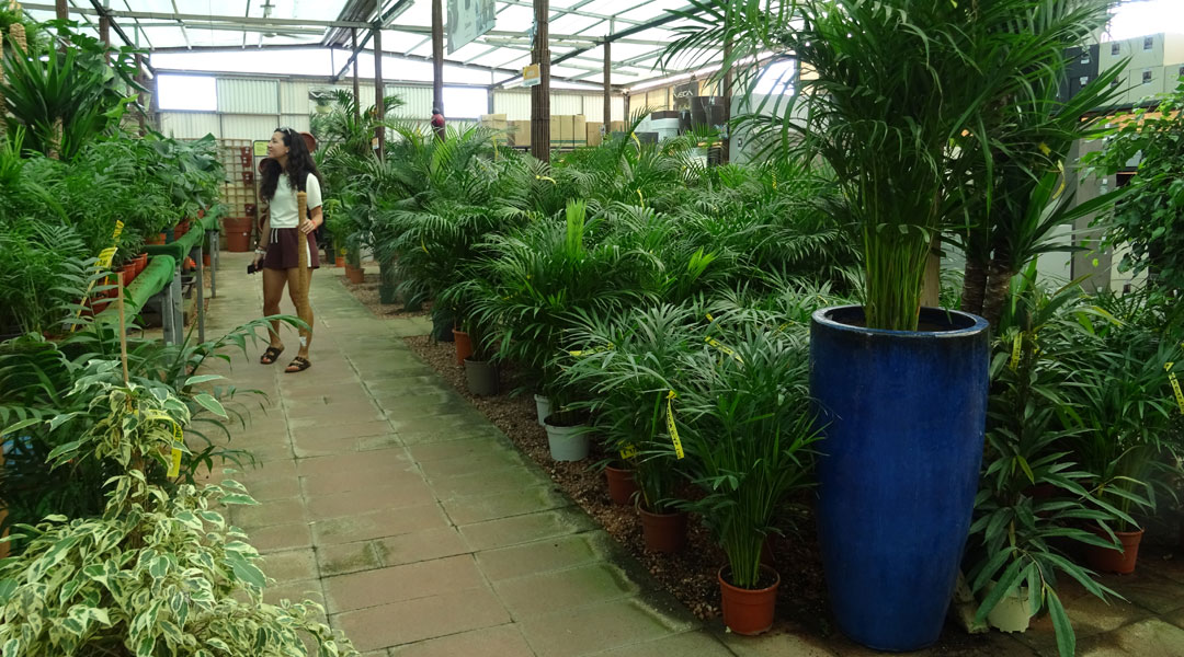 Plantas de interior en Albogarden